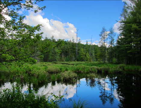 Barnum Brook from the Jenkins Mountain Trail at the Paul Smiths VIC